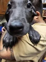 Steve, a male Great Dane for sale in Houston, TX – 2 of 3