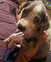 Tony, a male Great Dane for sale in Houston, TX – 1 of 4
