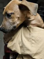 Brownnie, a male Great Dane for sale in Houston, TX – 7 of 9