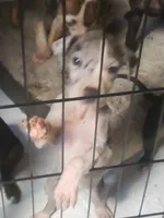 Tiny, a female Great Dane for sale in Houston, TX – 5 of 6