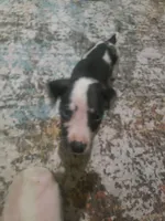Oreo, a female Great Dane for sale in Houston, TX – 2 of 4