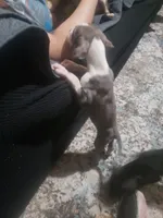 Tony, a male Great Dane for sale in Houston, TX – 2 of 4
