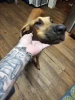 Velma, a female Great Dane for sale in Houston, TX – 7 of 7