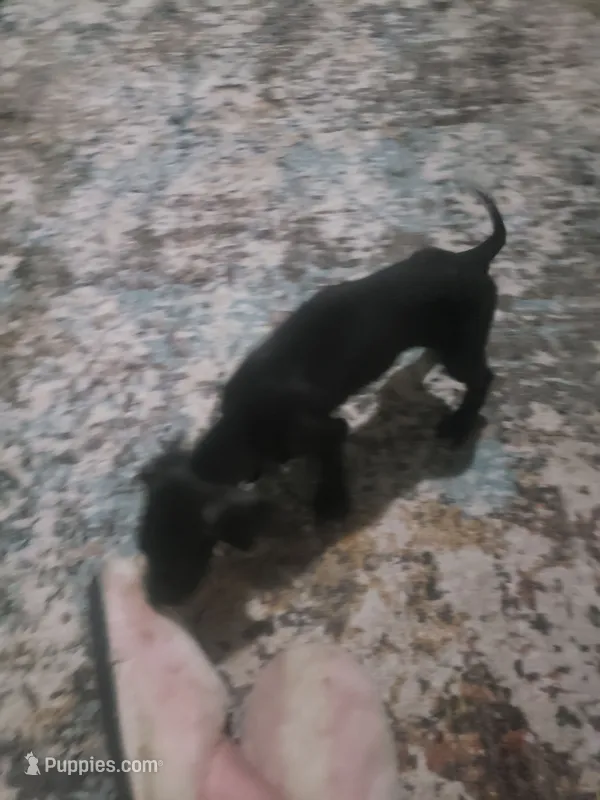Stallion – Great Dane puppy for sale in Houston, TX
