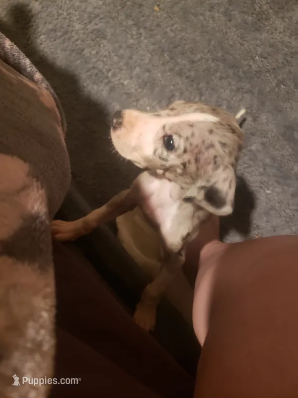 Tiny – Great Dane puppy for sale in Houston, TX