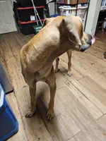 Velma, a female Great Dane for sale in Houston, TX – 5 of 7