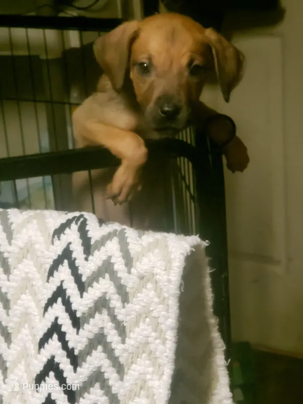 Brownnie – Great Dane puppy for sale in Houston, TX