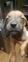 Brownnie, a male Great Dane for sale in Houston, TX – 5 of 5