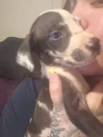 Oreo, a female Great Dane for sale in Houston, TX – 3 of 4
