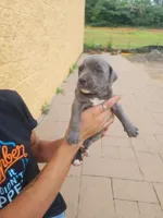 Bluey, a female American Pit Bull Terrier for sale in Tyler, TX – 1 of 3