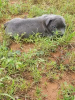 Bluey, a female American Pit Bull Terrier for sale in Tyler, TX – 3 of 3