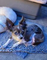 Hope, a female Chihuahua for sale in Lodi, CA – 3 of 4