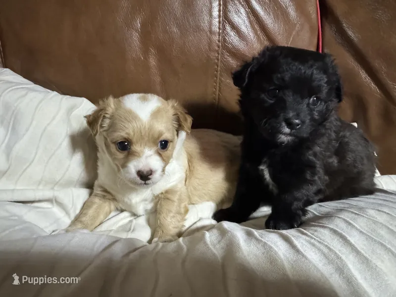 Baby girl – Chihuahua puppy for sale in Lodi, CA