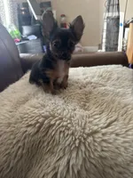 Chihuahua boy, a male Chihuahua for sale in Lodi, CA – 3 of 3