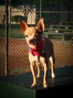 Hope, a female Chihuahua for sale in Lodi, CA – 4 of 4