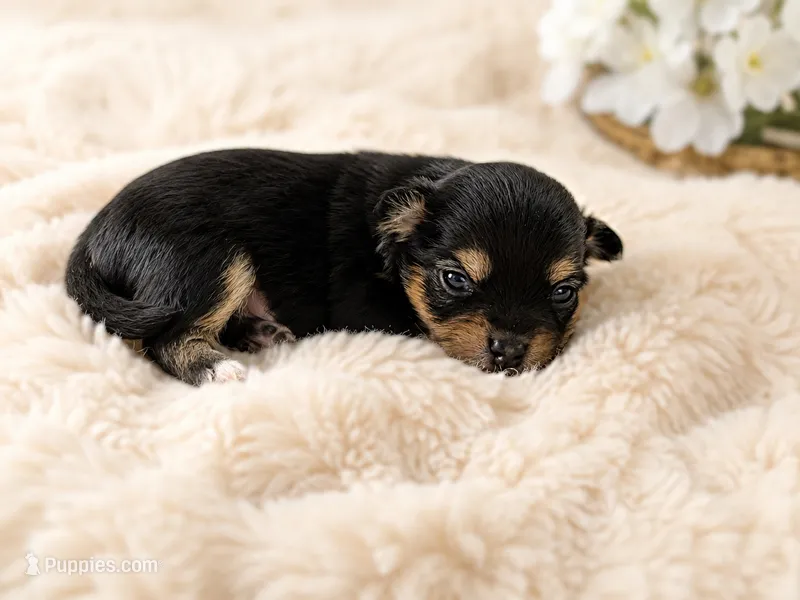 Baby boy – Pomchi puppy for sale in Lodi, CA