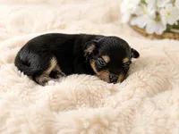 Baby boy, a male Pomchi for sale in Lodi, CA – 1 of 5