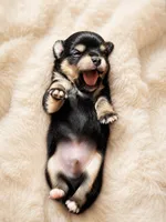 Chihuahua boy, a male Chihuahua for sale in Lodi, CA – 3 of 3
