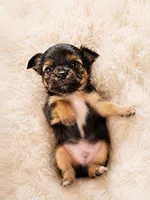 Chihuahua boy, a male Chihuahua for sale in Lodi, CA – 2 of 3