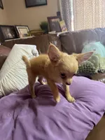 Hope, a female Chihuahua for sale in Lodi, CA – 1 of 4