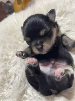Baby boy, a male Pomchi for sale in Lodi, CA – 5 of 5