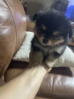 Baby boy, a male Pomchi for sale in Lodi, CA – 6 of 6