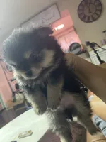Baby boy, a male Pomchi for sale in Lodi, CA – 4 of 6