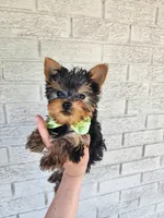 Teacup Zeeke, a male Yorkshire Terrier for sale in Indianapolis, IN – 5 of 8