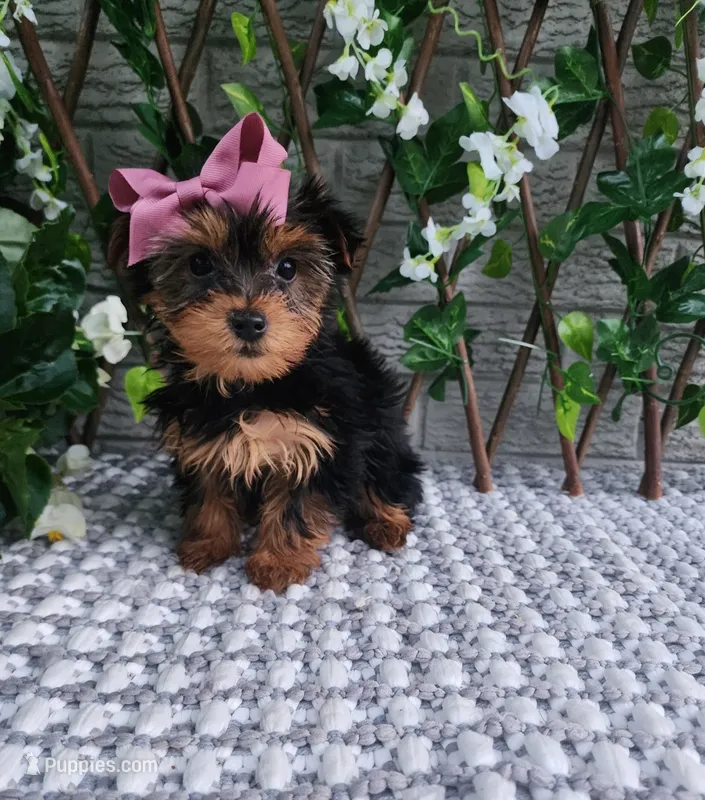 Bitsy – Yorkshire Terrier puppy for sale in Indianapolis, IN