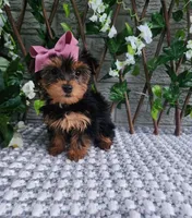 Bitsy, a female Yorkshire Terrier for sale in Indianapolis, IN – 1 of 4