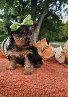 Lilly, a female Yorkshire Terrier for sale in Indianapolis, IN – 3 of 3