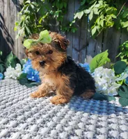 Lola, a female Yorkshire Terrier for sale in Indianapolis, IN – 5 of 7