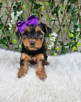Layla, a female Yorkshire Terrier for sale in Indianapolis, IN – 4 of 6
