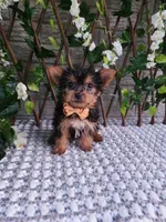 Bastian, a male Yorkshire Terrier for sale in Indianapolis, IN – 5 of 6