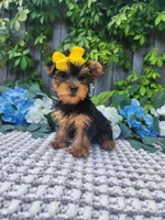  Lexie, a female Yorkshire Terrier for sale in Indianapolis, IN – 1 of 6