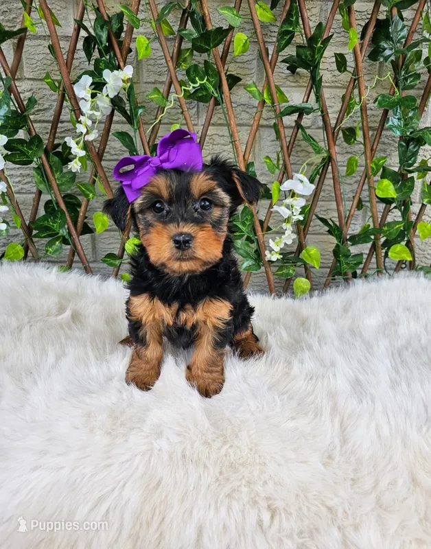 Layla – Yorkshire Terrier puppy for sale in Indianapolis, IN