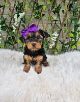 Layla, a female Yorkshire Terrier for sale in Indianapolis, IN – 1 of 6