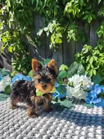 Teacup Zeeke, a male Yorkshire Terrier for sale in Indianapolis, IN – 6 of 8
