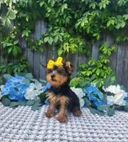  Lexie, a female Yorkshire Terrier for sale in Indianapolis, IN – 4 of 6