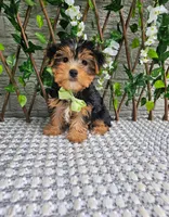 Tucker, a male Yorkshire Terrier for sale in Indianapolis, IN – 4 of 8