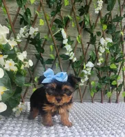 Little Kiwi, a female Yorkshire Terrier and Morkie for sale in Indianapolis, IN – 6 of 9
