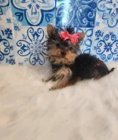 Sadie (teacup), a female Yorkshire Terrier for sale in Indianapolis, IN – Photo 5 of 5