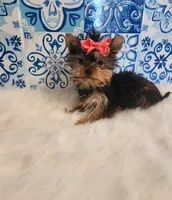Sadie (teacup), a female Yorkshire Terrier for sale in Indianapolis, IN – Photo 4 of 5