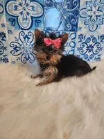 Sadie (teacup), a female Yorkshire Terrier for sale in Indianapolis, IN – Photo 1 of 5