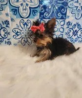 Sadie (teacup), a female Yorkshire Terrier for sale in Indianapolis, IN – Photo 3 of 5