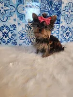 Sadie (teacup), a female Yorkshire Terrier for sale in Indianapolis, IN – Photo 2 of 5