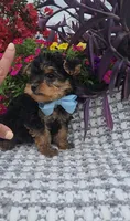 Tiny Teacup Timmy, a male Yorkshire Terrier for sale in Indianapolis, IN – Photo 2 of 3