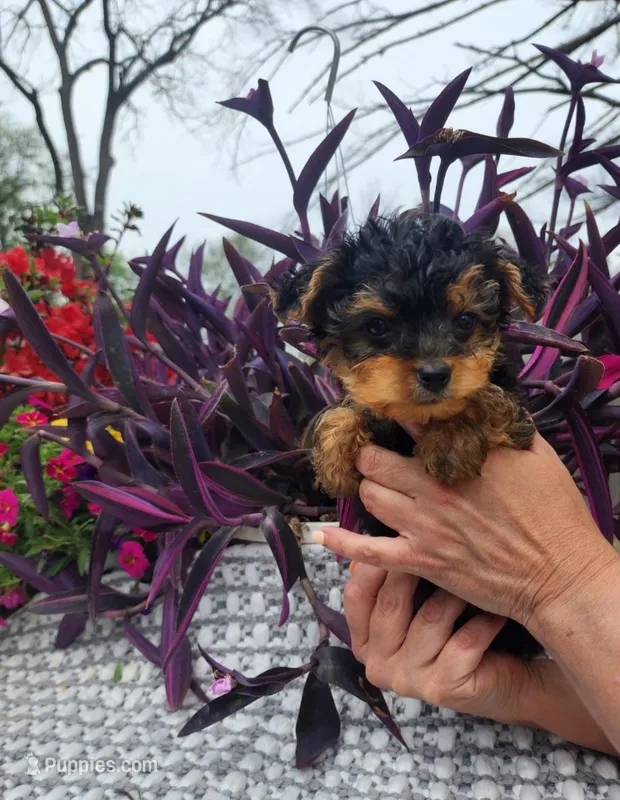 Tiny Teacup Timmy – Yorkshire Terrier puppy for sale in Indianapolis, IN