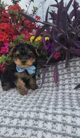 Tiny Teacup Timmy, a male Yorkshire Terrier for sale in Indianapolis, IN – Photo 3 of 3