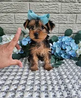 Little Lola, a female Yorkshire Terrier for sale in Indianapolis, IN – 3 of 9